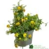 Clematis 'Little Lemons' Climber 3Ltr Pot -Water N Plants Sales Store 5050704637878 b89a66c5 4c98 4906 a22f 8d51c189bfda