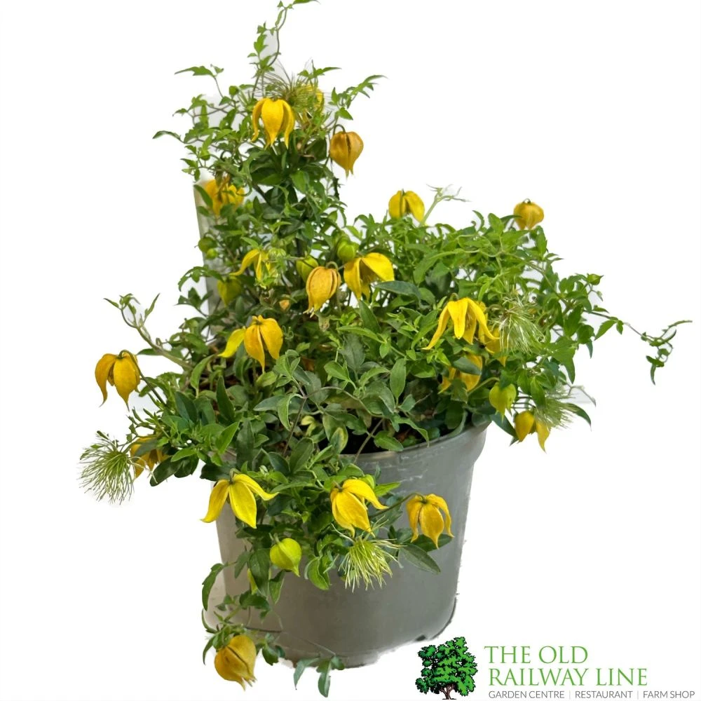 Clematis 'Little Lemons' Climber 3Ltr Pot 3 Clematis 'Little Lemons' Climber 3Ltr Pot
