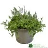 Parahebe 'Blue Form' 3Ltr Pot -Water N Plants Sales Store 5050704638257 cd8707d1 3dc0 4c03 8b3c b542c8f0cd74