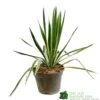Yucca Filamentosa 'Bright Edget' 3Ltr Pot -Water N Plants Sales Store 5050704639667 6447b7f4 5202 4227 9495 149920b15b6e