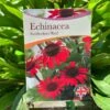 Echinacea 'Sunseekers Red' 3Ltr Pot 2 Echinacea 'Sunseekers Red' 3Ltr Pot -Water N Plants Sales Store 5050704640403 801b3b7a af0c 46ee b023 91fb8305ab79