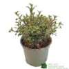 Coprosma 'Fireburst' 3Ltr Pot -Water N Plants Sales Store 5050704641356 3416d161 1c98 4e67 abed 106d55d30689