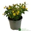 Hypericum 'Berry Red' St Johns Wort 3Ltr Pot 2 Hypericum 'Berry Red' St Johns Wort 3Ltr Pot -Water N Plants Sales Store 5050704641493