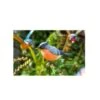 La Hacienda Bullfinch Stake 1 La Hacienda Bullfinch Stake -Water N Plants Sales Store 5055025558987 9ee64364 43a3 4ea9 84d8 9dcc59aa6b76