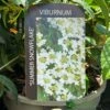Viburnum 'Summer Snowflake' 3Ltr Pot 1 Viburnum 'Summer Snowflake' 3Ltr Pot -Water N Plants Sales Store 5055028606586