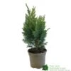 Chamaecyparis Lawsonia 'Columnaris Glauca' Conifer 3Ltr Pot -Water N Plants Sales Store 5055028608573