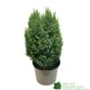 Chamaecyparis Lawsoniana 'Snow White' Conifer 5Ltr Pot -Water N Plants Sales Store 5055028609204