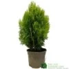 Platycladus Orientalis 'Aurea Nana' Conifer 3Ltr Pot 2 Platycladus Orientalis 'Aurea Nana' Conifer 3Ltr Pot -Water N Plants Sales Store 5055028611450 39840ba5 80e2 4a2b bcc9 794210773027
