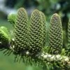Abies Koreana Korean Fir Tree 7.5Ltr Pot -Water N Plants Sales Store 5055028611719 714fc262 8522 42c9 8e56 6180b846159f