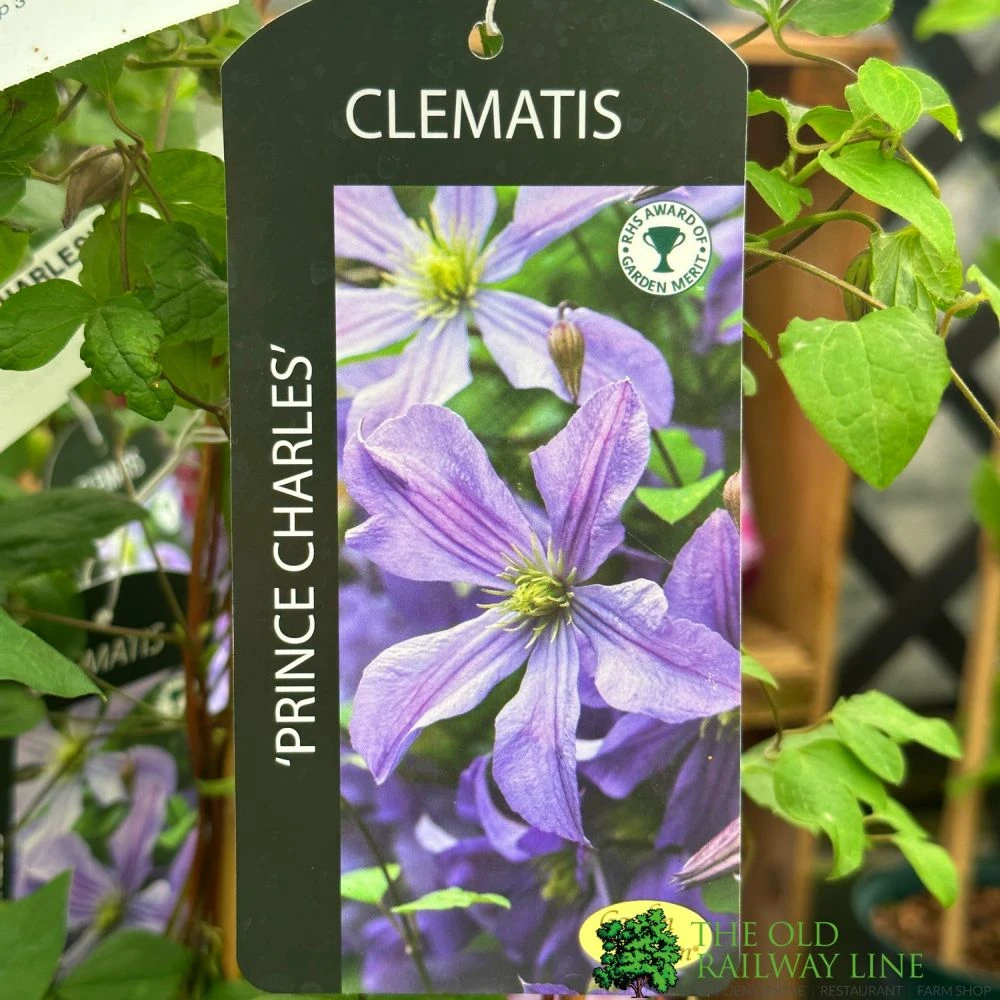 Clematis 'Prince Charles' 2Ltr Pot 3 Clematis 'Prince Charles' 2Ltr Pot
