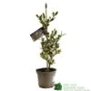 Ilex Aquifolium 'Ferox Argentea' Silver Hedgehog Holly 3Ltr Pot -Water N Plants Sales Store 5055028616660
