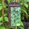 Parthenocissus 'Henryana' Chinese Virginia Creeper Climber 3Ltr Pot 2 Parthenocissus 'Henryana' Chinese Virginia Creeper Climber 3Ltr Pot -Water N Plants Sales Store 5055028617940