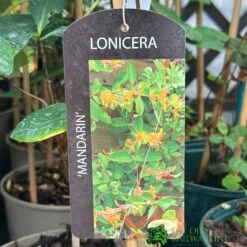 Lonicera 'Mandarin' Honeysuckle Climber 3Ltr Pot