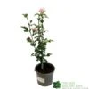 Hibiscus 'Lady Stanley' 3Ltr Pot 1 Hibiscus 'Lady Stanley' 3Ltr Pot -Water N Plants Sales Store 5055028635029