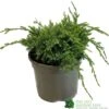 Juniper 'Holger' 3Ltr Pot -Water N Plants Sales Store 5055028641969