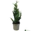 Chamaecyparis Lawsoniana 'Wisselii' 3Ltr Pot -Water N Plants Sales Store 5055028643017