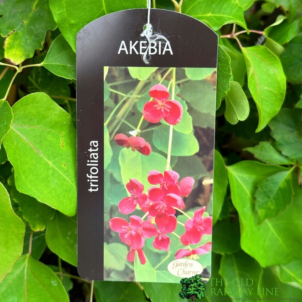 Akebia 'Tifoliata' Chocolate Vine 3Ltr Pot 3 Akebia 'Tifoliata' Chocolate Vine 3Ltr Pot