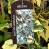 Hedera Dentata 'Variegata' Climber 3Ltr Pot -Water N Plants Sales Store 5055028647817