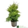 Conifer 'Squarrosa Sulphurea' Chamaecyparis Cypress 3Ltr Pot -Water N Plants Sales Store 5055028657762