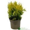 Thuja Plicata 'Goldy' Conifer 3Ltr Pot -Water N Plants Sales Store 5055028658059 6dcaeab1 6b48 44b1 9b35 3468f22511c8