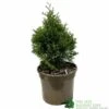 Thuja Occidentalis 'Smaragd' White Cedar Conifer 3Ltr Pot 1 Thuja Occidentalis 'Smaragd' White Cedar Conifer 3Ltr Pot -Water N Plants Sales Store 5055028659421 b637aabe aaf6 4e58 93af 92308458436e
