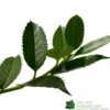 Ilex X Koehneana 'Chestnut Leaf' Holly 2m Tall -Water N Plants Sales Store 5055028663077