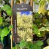 Fallopia 'Baldschuanica' Russian Vine Climber 3Ltr Pot -Water N Plants Sales Store 5055028663237