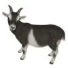 Vivid Arts 29cm Standing Goat- XRL-GOAT-D 2 Vivid Arts 29cm Standing Goat- XRL-GOAT-D -Water N Plants Sales Store 5055195017475