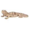 Vivid Arts 28cm Bearded Lizard - PZ-LIZD-F -Water N Plants Sales Store 5055195033901
