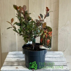 Photinia X Fraseri 'Little Red Robin' 3Ltr Pot (NL) 7 Photinia X Fraseri 'Little Red Robin' 3Ltr Pot (NL) -Water N Plants Sales Store 5055286310355 2