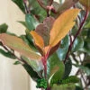 Photinia X Fraseri 'Little Red Robin' 3Ltr Pot (NL) 1 Photinia X Fraseri 'Little Red Robin' 3Ltr Pot (NL) -Water N Plants Sales Store 5055286310355 3