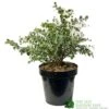Eucalyptus Gunni 5Ltr Pot -Water N Plants Sales Store 5056461024333
