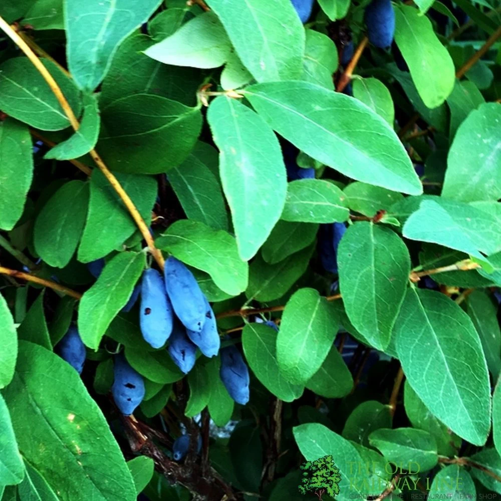 Honeyberry 'Blue Banana' Fruit Bush 3 Ltr Pot 3 Honeyberry 'Blue Banana' Fruit Bush 3 Ltr Pot