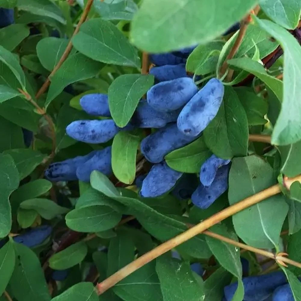 Honeyberry 'Honey Bee' 3Ltr Pot 3 Honeyberry 'Honey Bee' 3Ltr Pot