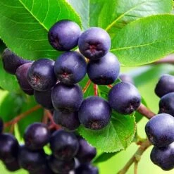 Aronia Lowberry 'Little Helpers' 3Ltr Pot
