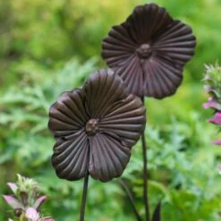 Wilstone 127cm Iron Poppy Flower Garden -Water N Plants Sales Store 5060345971767 4
