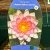 Water Lily Nymphaea Madame Wilfron Gonnere Pond Plant 3Ltr Pot -Water N Plants Sales Store 755598910261