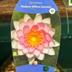 Water Lily Nymphaea Madame Wilfron Gonnere Pond Plant 3Ltr Pot