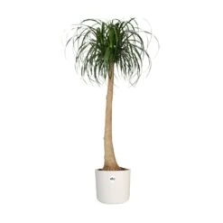 Elho 25cm White B.For Soft Round Pot 9 Elho 25cm White B.For Soft Round Pot -Water N Plants Sales Store 8711904229610 4