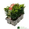 Buxus Sempervirens 6 Pack Of Plants -Water N Plants Sales Store 8712044907956