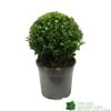 Buxus Sempervirens Ball Topiay Plant 17cm Pot 2 Buxus Sempervirens Ball Topiay Plant 17cm Pot -Water N Plants Sales Store 8717191007740 eb4844a3 642d 4647 8302 44500d2c8eb0