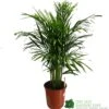 Areca Dypsis Lutescens Indoor Palm 1.5m Tall -Water N Plants Sales Store 8717232033189