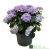 Hydrangea Macrophylla 'Mophead Blue' 5Ltr Pot