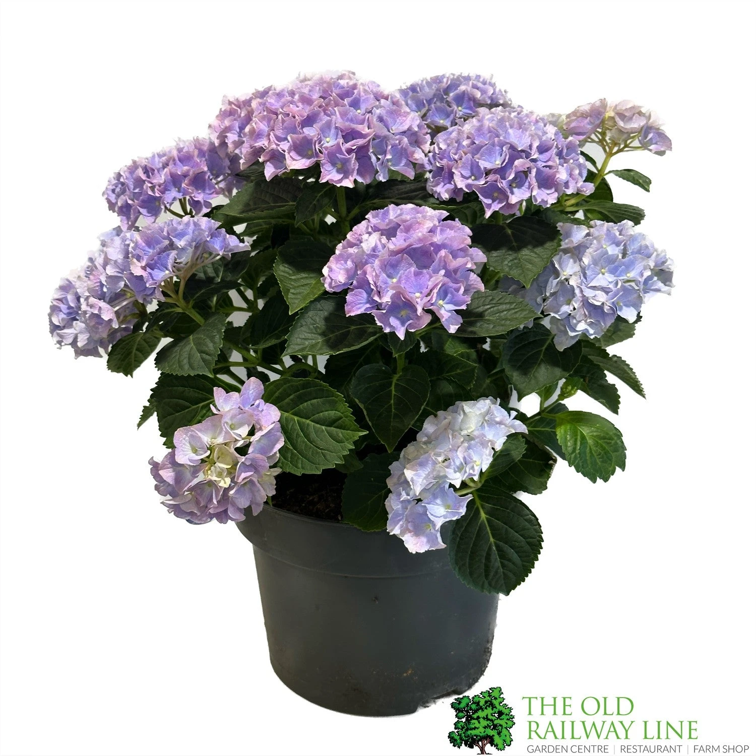 Hydrangea Macrophylla 'Mophead Blue' 5Ltr Pot 3 Hydrangea Macrophylla 'Mophead Blue' 5Ltr Pot