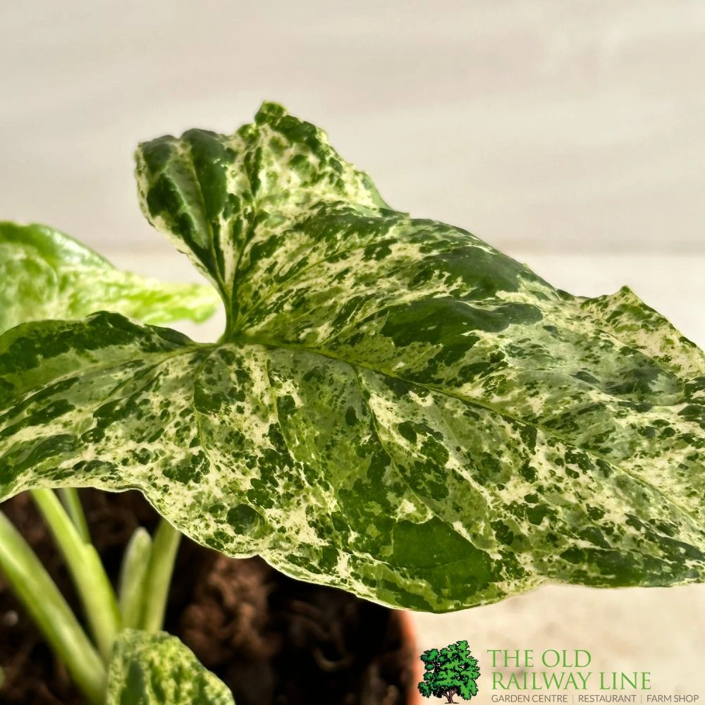 Syngonium 'Mottled' Rare Houseplant 12cm Pot (NL) 4 Syngonium 'Mottled' Rare Houseplant 12cm Pot (NL) - Image 2