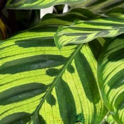 Calathea (Mixed Variety) Houseplant 14cm Pot -Water N Plants Sales Store 8717432220990 3