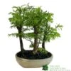 Bonsai 'Metasequoia' 15cm Round Pot -Water N Plants Sales Store 8717432989422