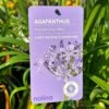 Agapanthus 'Summer Love Blue' 2Ltr Pot -Water N Plants Sales Store 8718838011465