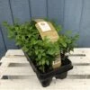 Buxus Six Pack Box Plants (NL) 2 Buxus Six Pack Box Plants (NL) -Water N Plants Sales Store 8718985043241 bae4fb67 9fd0 49de a2dc 544820f6468b
