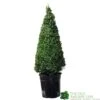 Buxus Cone Topiary Plant 7.5Ltr Pot (NL) -Water N Plants Sales Store 8718985492360